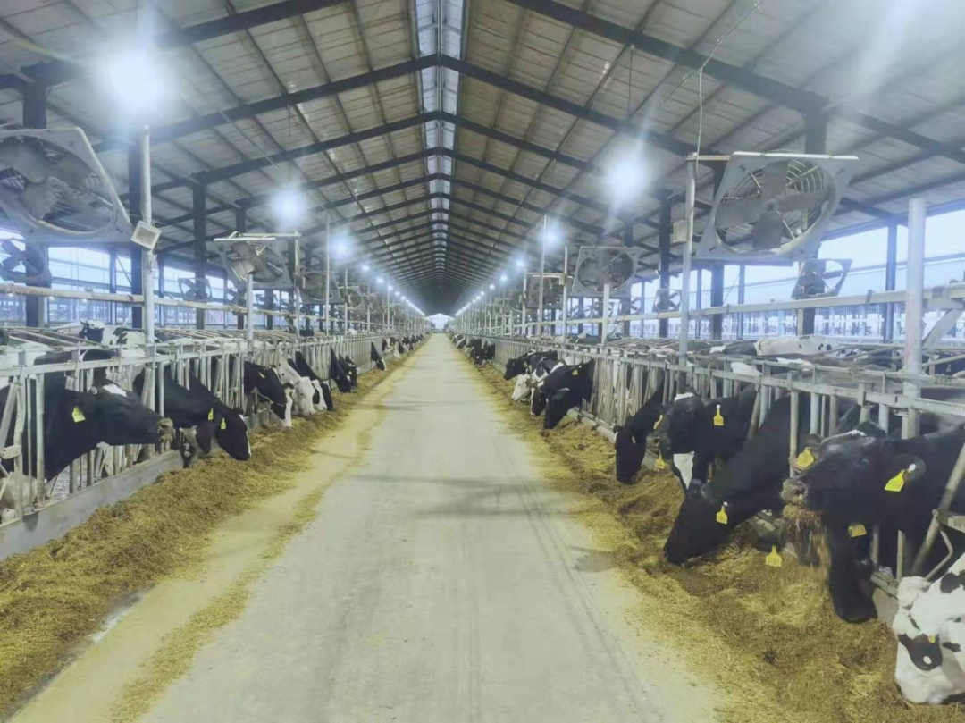 北京大學(xué)南南合作與發(fā)展學(xué)院教授、全球伙伴關(guān)系主任周詠梅一行蒞臨花花牛平輿瑞亞牧業(yè)參觀調(diào)研