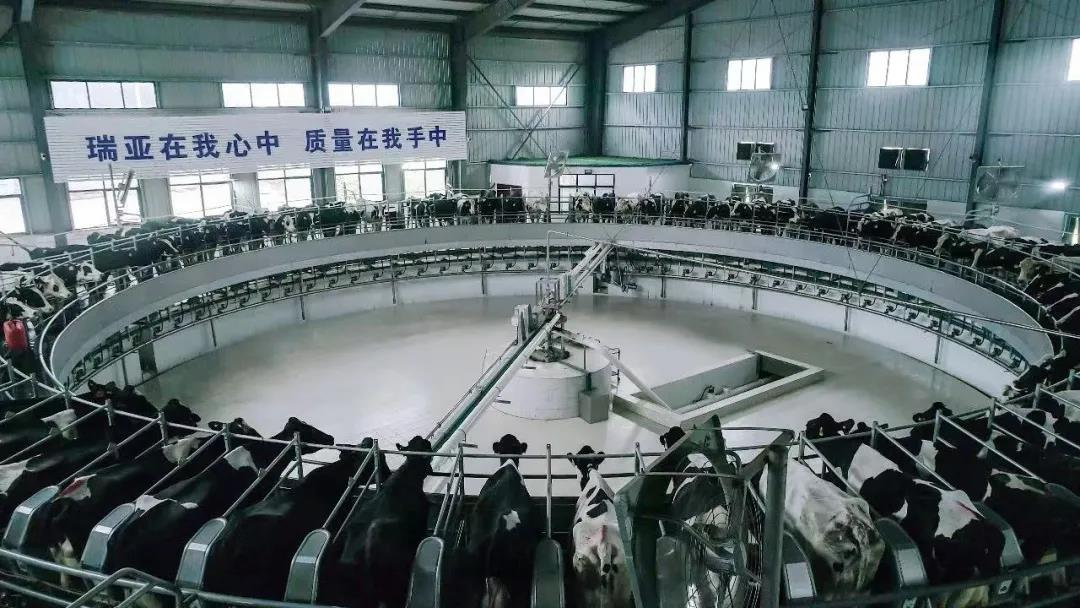 花花牛丨駐馬店市遂平縣政協(xié)黨組書記、主席張衛(wèi)東一行蒞臨花花牛魯山瑞亞牧場參觀