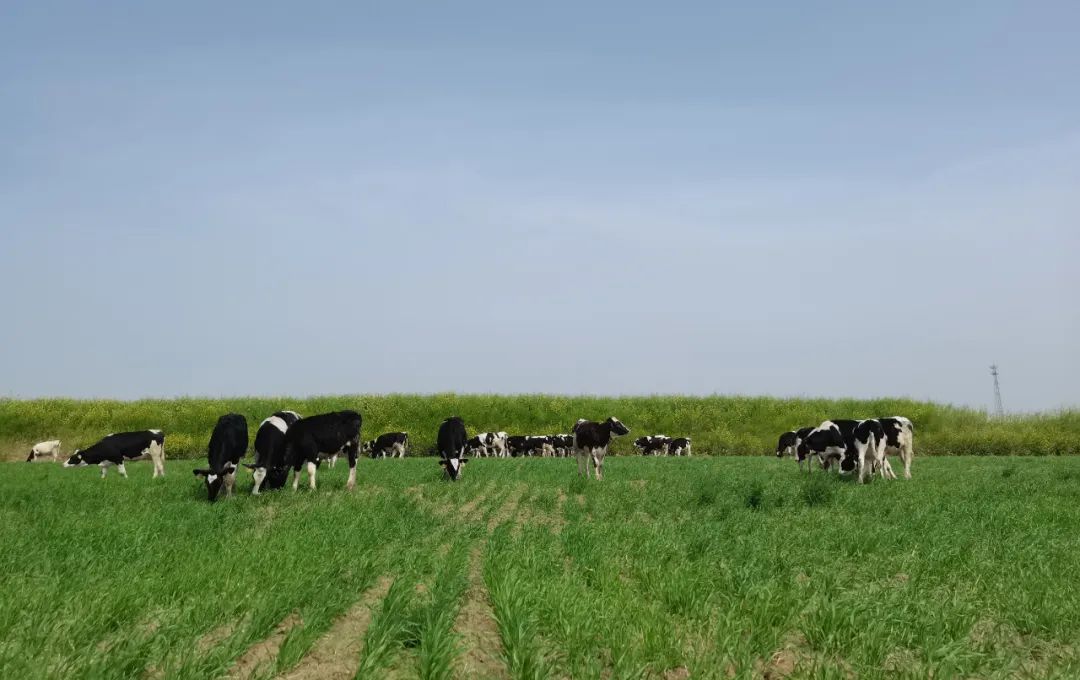 繼往開來 · 再創(chuàng)輝煌 | 花花牛乳業(yè)集團召開9月營銷、養(yǎng)殖及飼料月度經(jīng)營工作會議