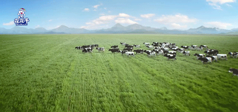 榮譽 | “百家牛場青貯質(zhì)量評鑒活動”花花牛新蔡瑞亞牧業(yè)、河南合源乳業(yè)分別榮獲一、三等獎