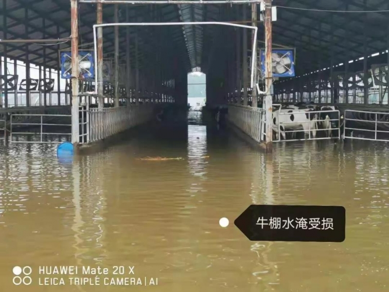 【乳報(bào)·聚焦】“豫”難而上的中原牛人“太中了”！